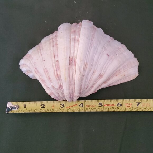 Extra Large Sandy Clam Shell with 5 Small Decorative Seashell Soaps - Picture 8 of 14